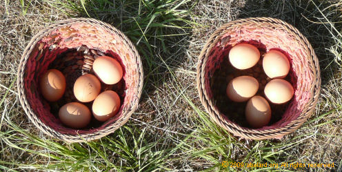 Image result for eggs in two baskets