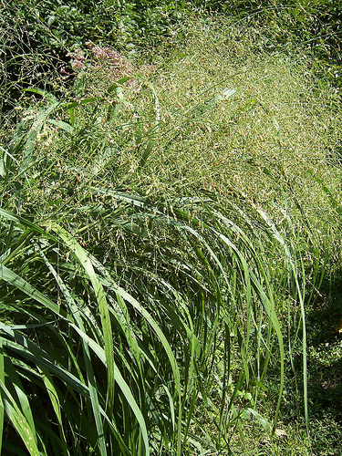Switchgrass - panicum virgatum. Credit: intheburg