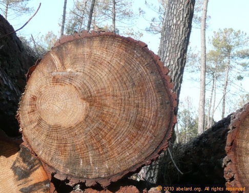 Assymetrical trunk (maritime pine)