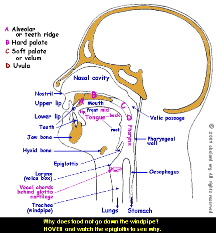 Cross-section of the human head, labelling components of the vocal tract