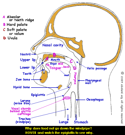 Tongue Placement Chart