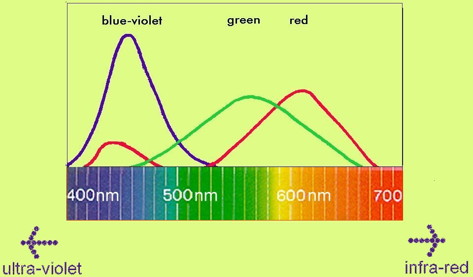 graph showing cone reponses to light - three curves