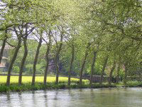 Plane trees along the Canal du Midi