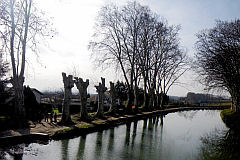 Diseased plane trees partially  cut down