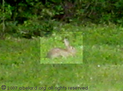 A rabbit at the Dunes aire, A62