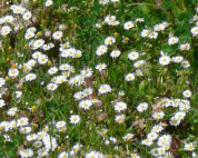 Some of the daisies at Poey de Lascar aire, A64