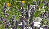 Wildflowers at Poey de Lascar aire, A64
