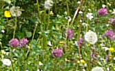 Wildflowers at Poey de Lascar aire, A64