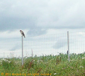 Raptor on a motorway-side fence post
