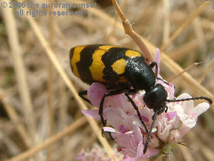 beetle camouflaged as a wasp at the Concource aire