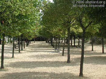 Grove of trees in the Savasse aire