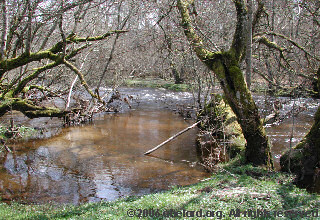 Secluded part of the river bank, ideal for otters