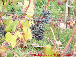 Close up of grape-laden vines