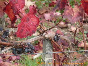 Close up of grape-laden vines