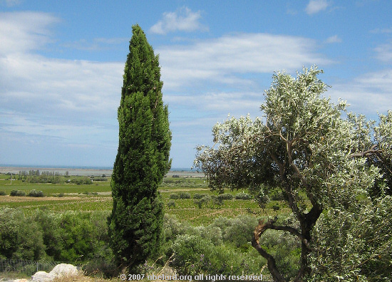 Cypress and olive trees, with vineyards and the Med. beyond.