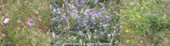 Wildflowers near Chateau de Salses fort