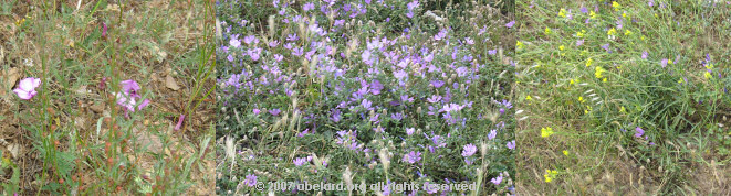 Mediterranean wildflowers at Chateau de Salses aire.