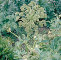 angelica archang�lique - cultivated angelica