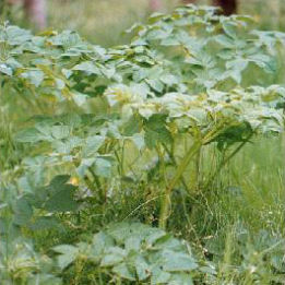 angelica silvestris - wild angelica