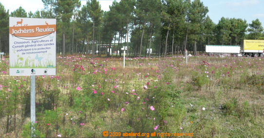 Through the summer, this aire was planted with wild flowers in the fallow areas