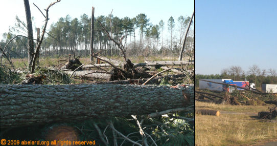 The devastation by Tempete Klaus at Onesse-et-Laharie aire