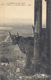Oxen on Laon cathedral