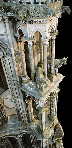 Oxen on Laon cathedral