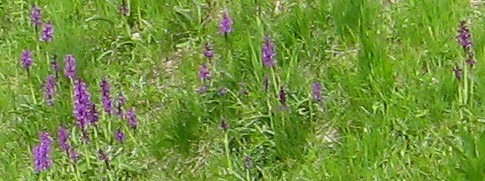 Orchids in Hautes-Pyrenees