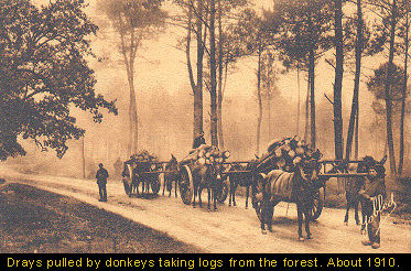 Drays pulled by donkeys taking logs from the forest. About 1910.