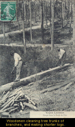 Woodsmen cleaning tree trunks of branches, and making shorter logs.