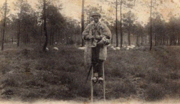 Shepherd on stilts, knitting, with his flock.1905