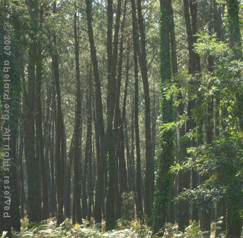 Looking into the industrial pine forest of Les Landes, 2007