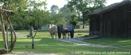 Cart drawn by oxen and outbuildings at Marqueze airial.