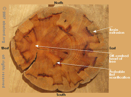 cut cross-section of a resin-tapped pine