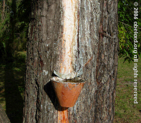 Resin pot - pot hughes - collecting resin.