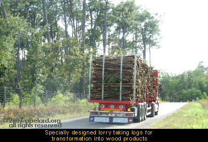 Specially designed lorry taking logs for transformation into wood products