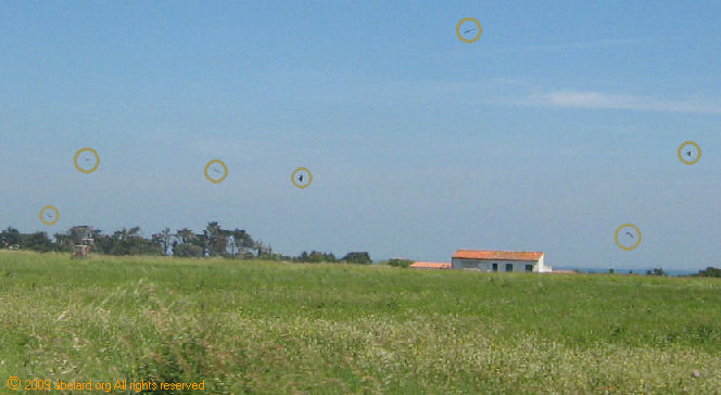 pasture with seven raptors who have suddenly sprung into the sky