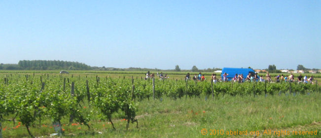 cycling party passing a vineyard