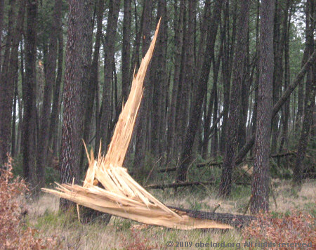 Pine broken by Cyclone Klaus, 24/02/09