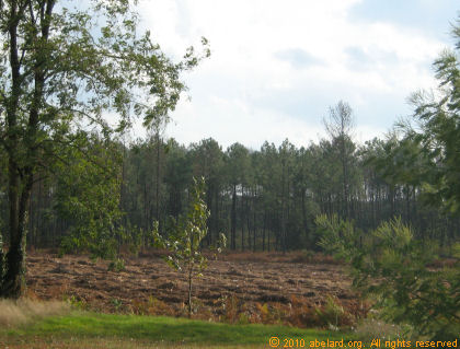 After insect-infected pines have been felled, September 2010
