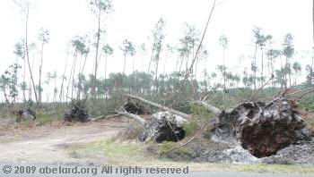 Overturned pines, poorly rooted in Les Landes sand