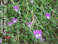 wildflowers in the grounds of Vulcania