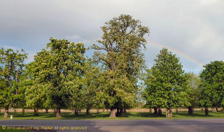 Horse chestnuts in the avenue at Bushy Park