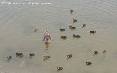 One duck with nineteen ducklings