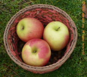 set of three apples in a basket