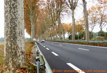 Road with white dashes and plane trees