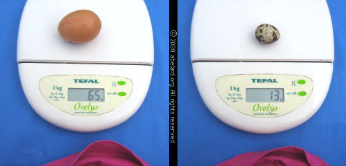 Scales, weighing a chicken egg and a quail egg